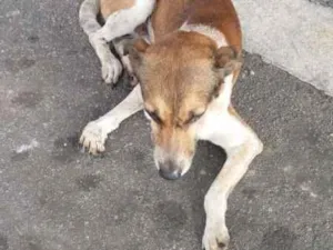 Cachorro raça VIRA LATA  idade 4 anos nome PATINHA 