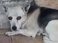 Cachorro raça VIRA LATA  idade 2 anos nome LILICA 