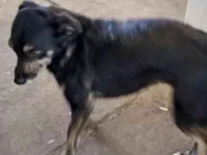 Cachorro raça VIRA LATA  idade 2 anos nome JANAINA