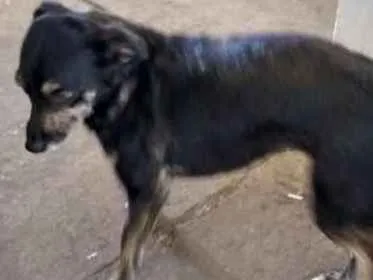 Cachorro ra a VIRA LATA  idade 2 anos nome JANAINA