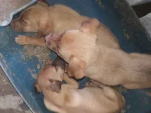 Cachorro raça Mistura de labrador com boxer  idade 2 a 6 meses nome Sem nome 