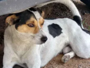 Cachorro raça VIRA LATA idade 2 anos nome DUDU