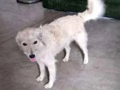 Cachorro ra a VIRA LATA  idade 1 ano nome BRANQUINHO 