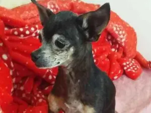 Cachorro raça Pinscher idade 6 ou mais anos nome ???