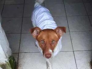 Cachorro raça VIRA LATA  idade 1 ano nome BRANQUINHA 