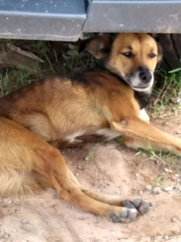 Cachorro ra a VIRA LATA  idade 2 anos nome ROSE 
