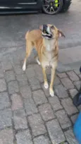 XANDÃO 