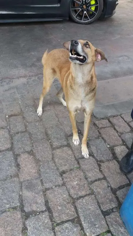 Cachorro ra a VIRA LATA  idade 2 anos nome XANDÃO 