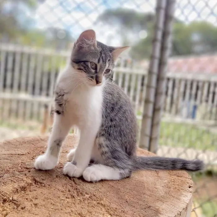Gato ra a srd idade 2 a 6 meses nome Lucy