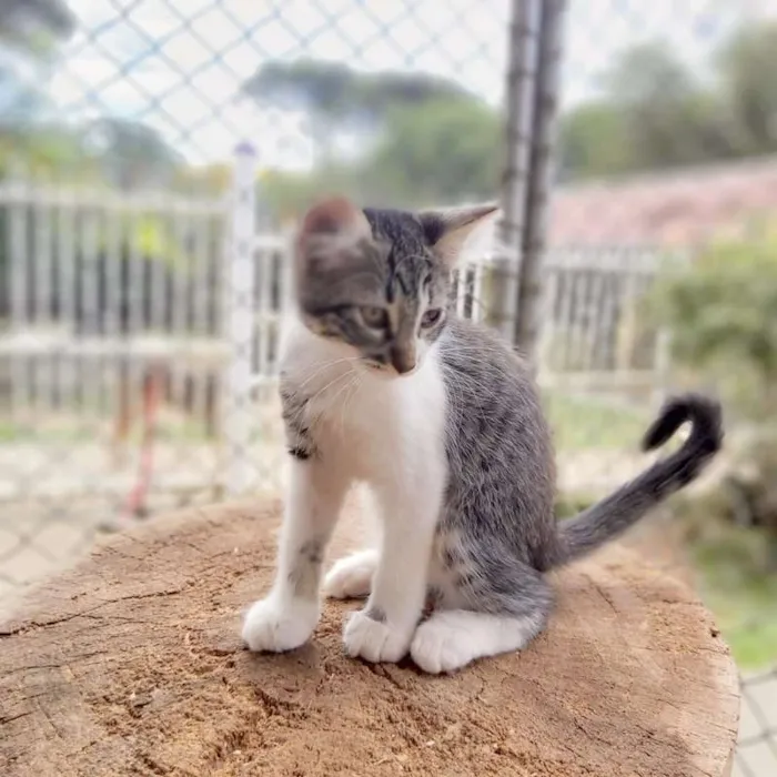 Gato ra a srd idade 2 a 6 meses nome Lucy