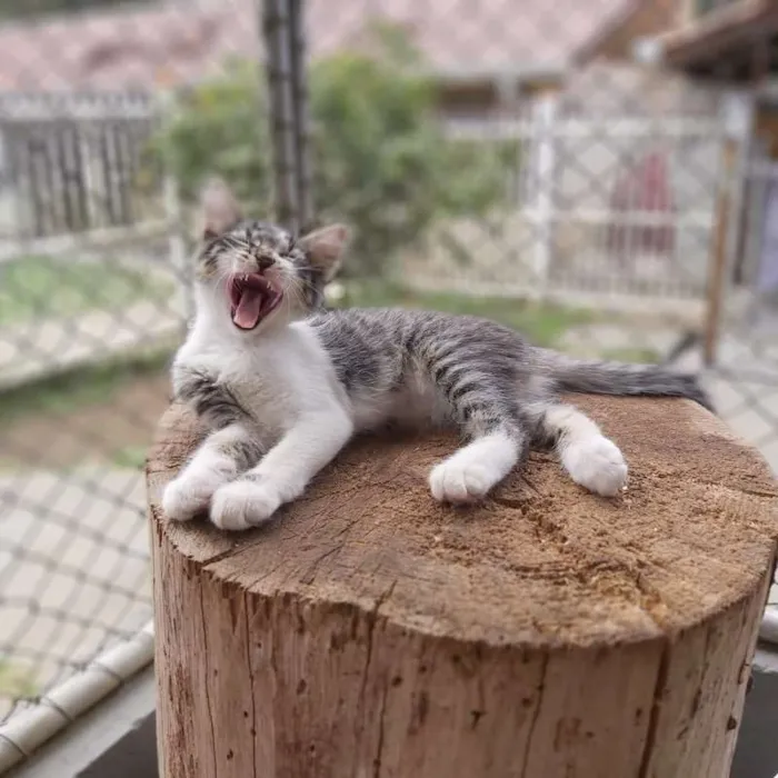 Gato ra a srd idade 2 a 6 meses nome Lucy