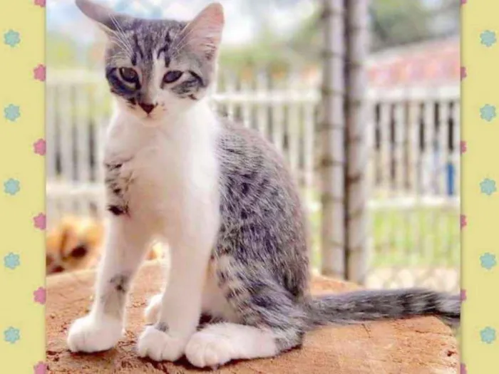 Gato ra a srd idade 2 a 6 meses nome Lucy
