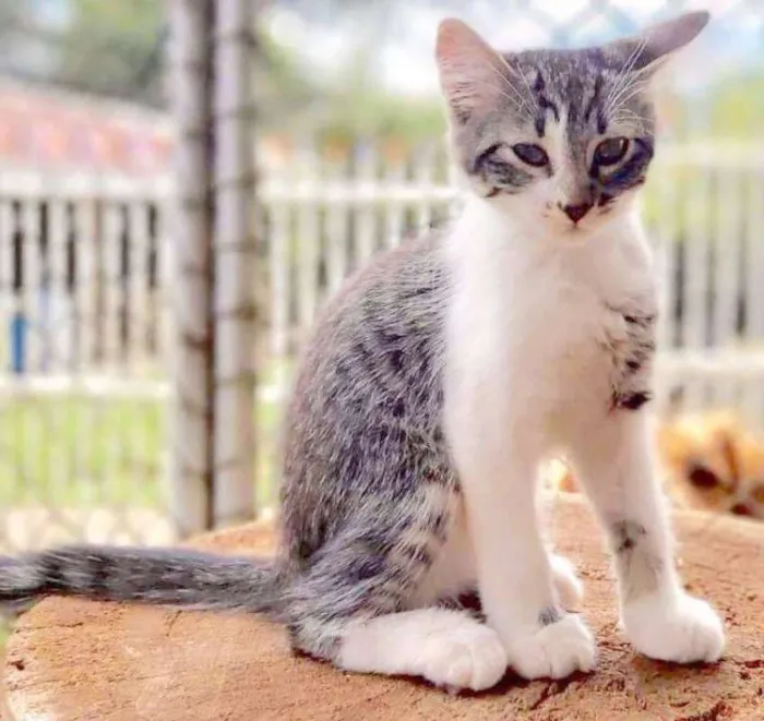 Gato ra a srd idade 2 a 6 meses nome Lucy