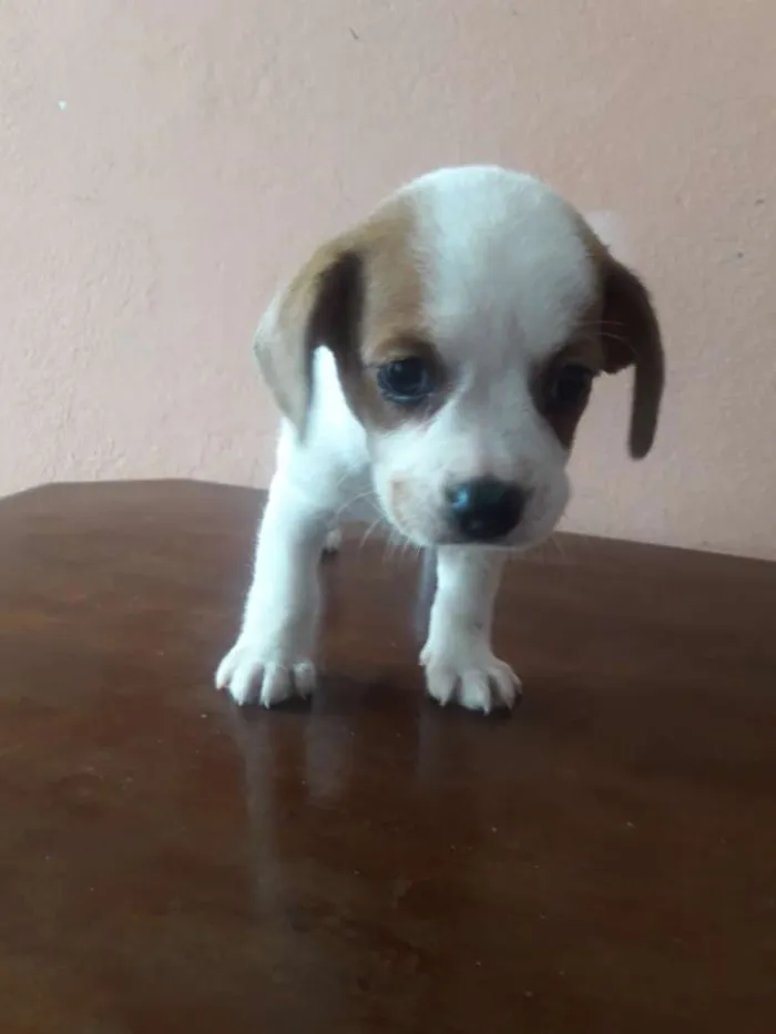 Cachorro ra a Mistura de raças idade Abaixo de 2 meses nome Nenhum