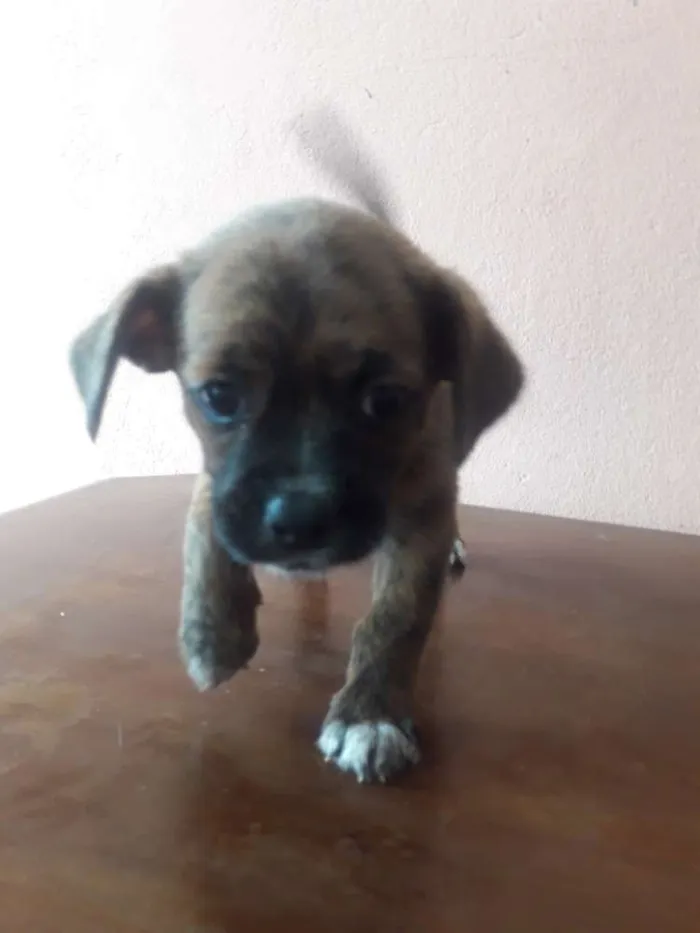 Cachorro ra a Mistura de raças idade Abaixo de 2 meses nome Nenhum