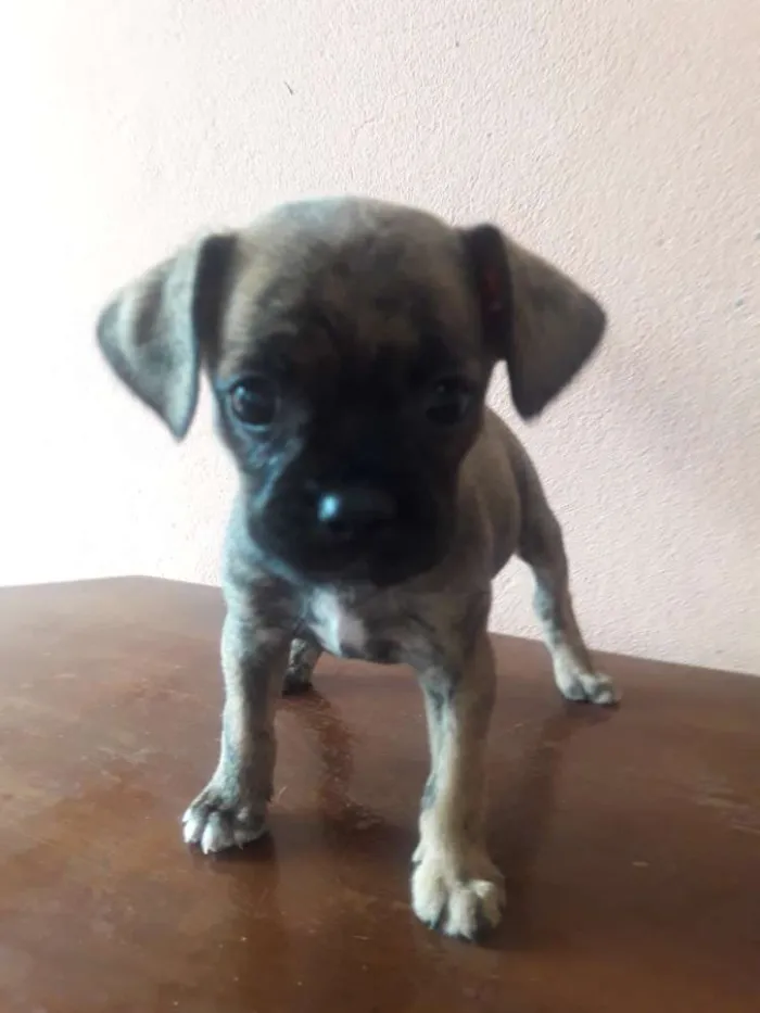 Cachorro ra a Mistura de raças idade Abaixo de 2 meses nome Nenhum