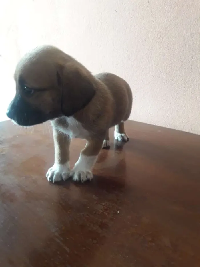 Cachorro ra a Mistura de raças idade Abaixo de 2 meses nome Nenhum