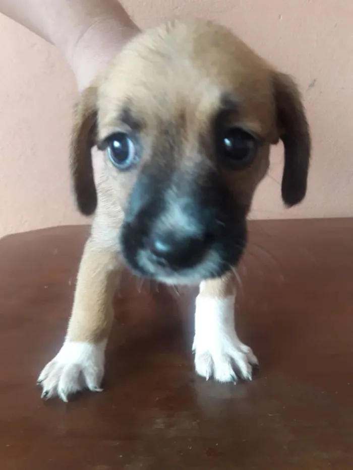 Cachorro ra a Mistura de raças idade Abaixo de 2 meses nome Nenhum