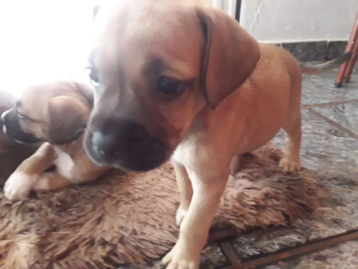 Cachorro ra a Mistura de raças idade Abaixo de 2 meses nome Nenhum