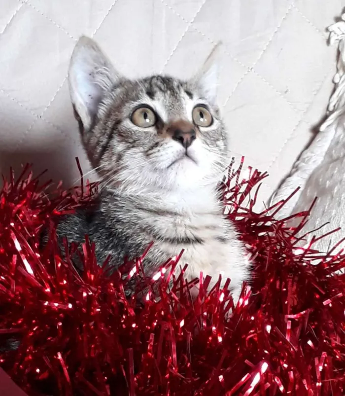 Gato ra a SRD idade 2 a 6 meses nome Pandora