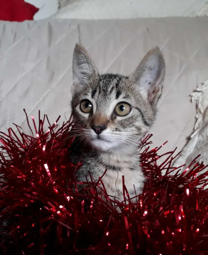 Gato ra a SRD idade 2 a 6 meses nome Pandora