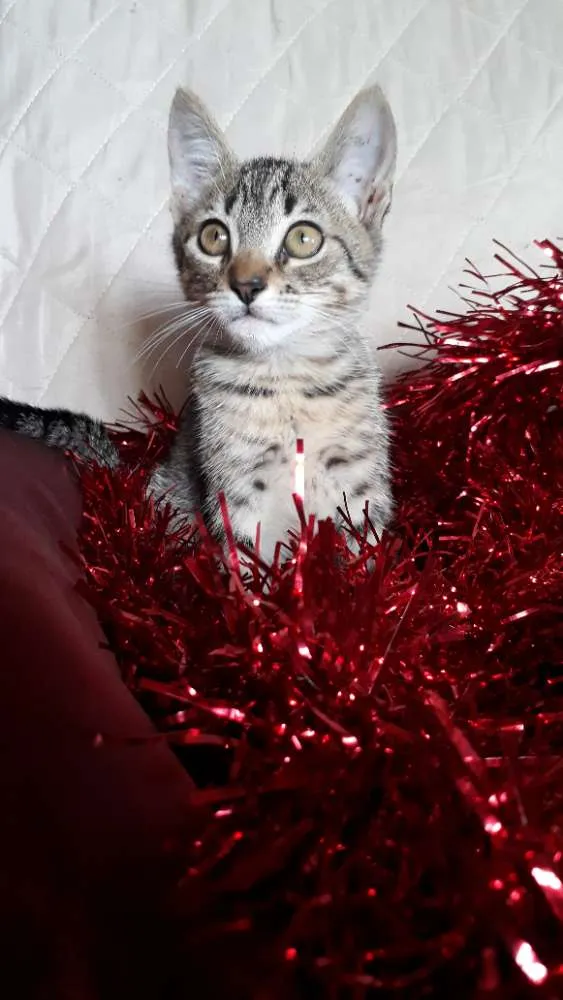 Gato ra a SRD idade 2 a 6 meses nome Pandora