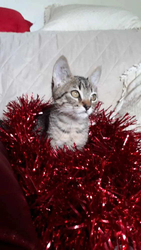 Gato ra a SRD idade 2 a 6 meses nome Pandora