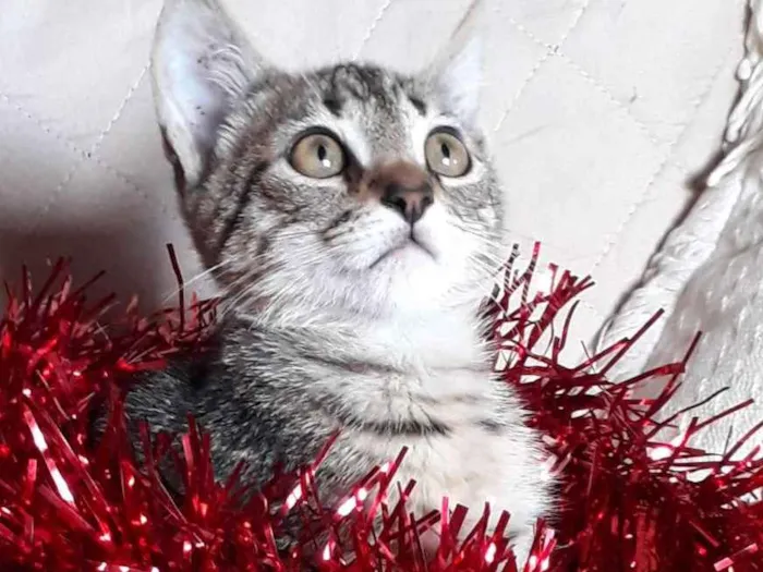 Gato ra a SRD idade 2 a 6 meses nome Pandora