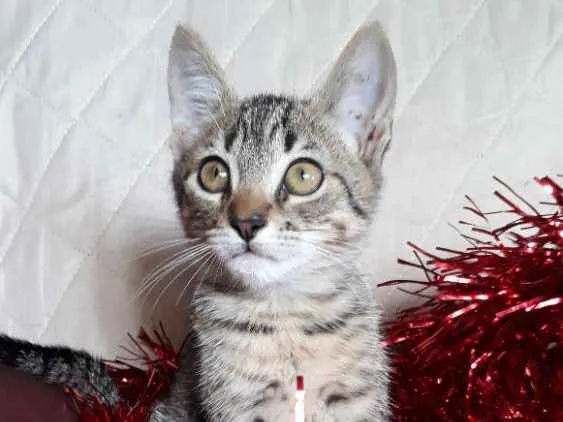 Gato ra a SRD idade 2 a 6 meses nome Pandora