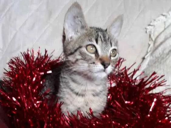 Gato ra a SRD idade 2 a 6 meses nome Pandora