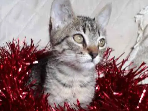 Gato ra a SRD idade 2 a 6 meses nome Pandora