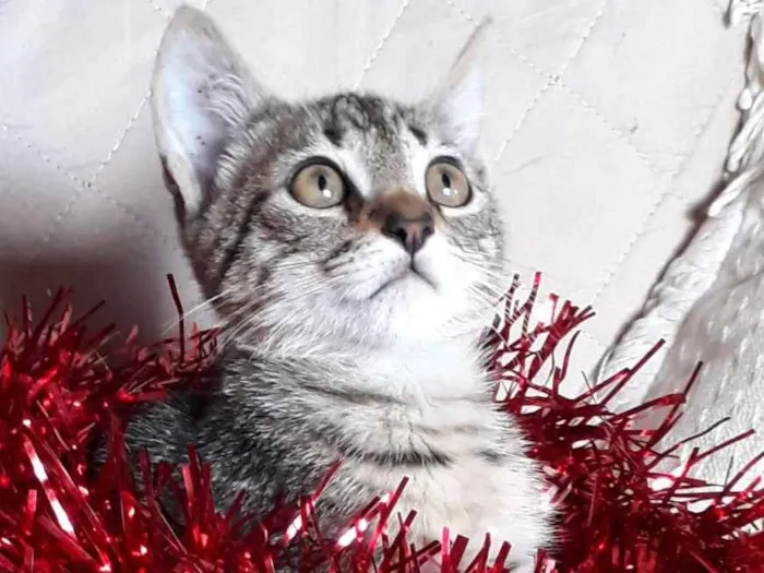 Gato ra a SRD idade 2 a 6 meses nome Pandora