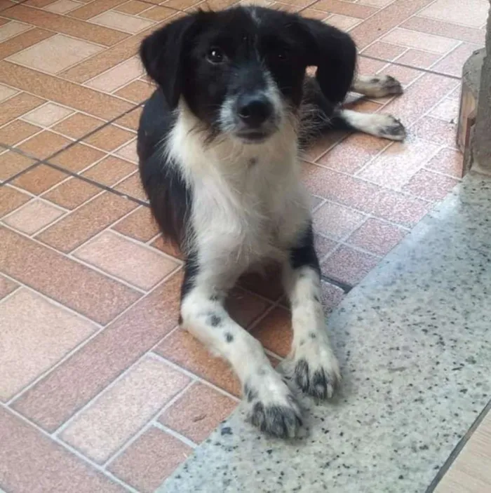 Cachorro ra a Sem raça definida idade 7 a 11 meses nome Aria