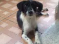 Aria