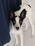 Belinha