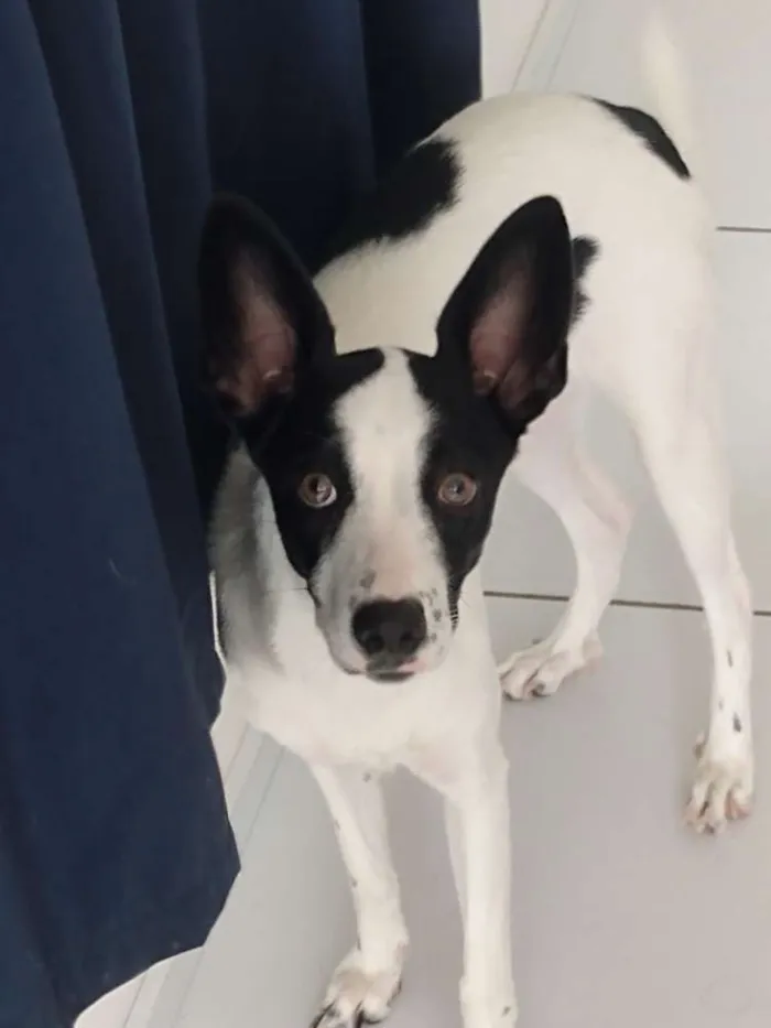 Cachorro ra a Srd idade 7 a 11 meses nome Belinha
