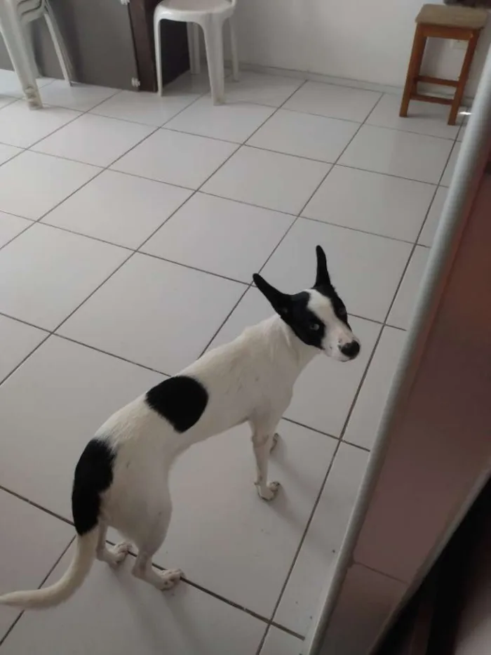 Cachorro ra a Srd idade 7 a 11 meses nome Belinha