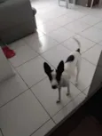 Belinha