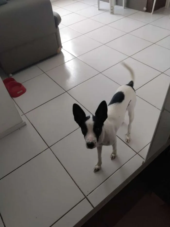Cachorro ra a Srd idade 7 a 11 meses nome Belinha