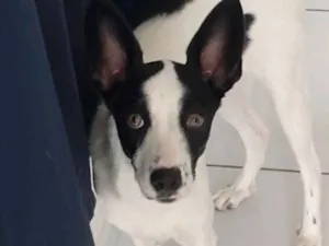 Cachorro raça Srd idade 7 a 11 meses nome Belinha