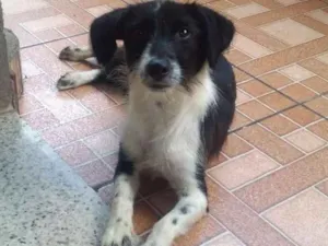 Cachorro raça Sem raça definida idade 7 a 11 meses nome Aria