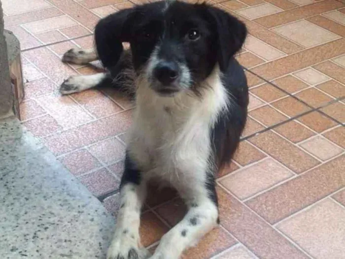 Cachorro ra a Sem raça definida idade 7 a 11 meses nome Aria