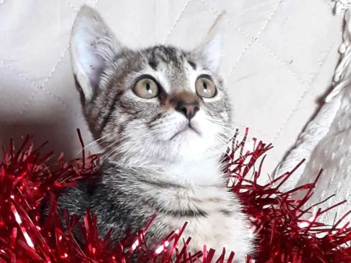 Gato ra a SRD idade 2 a 6 meses nome Pandora