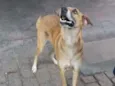 XANDÃO 
