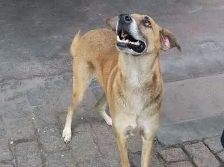 Cachorro ra a VIRA LATA  idade 2 anos nome XANDÃO 