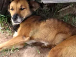 Cachorro raça VIRA LATA  idade 2 anos nome ROSE 
