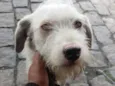 ROMEO 