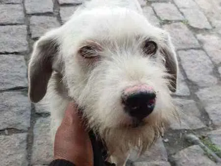 Cachorro ra a VIRA LATA  idade 2 anos nome ROMEO 