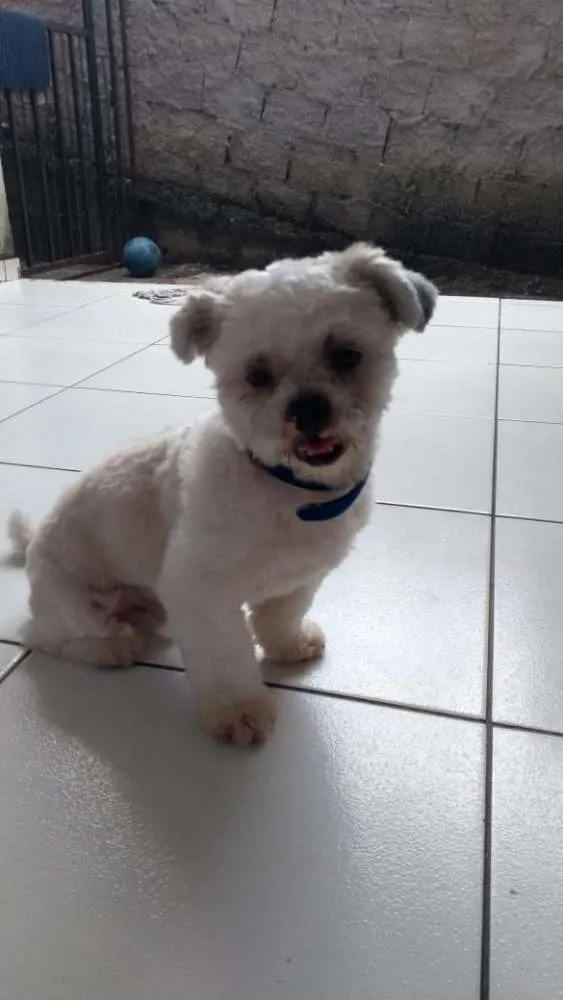 Cachorro raça Lhasa  apso idade 2 anos nome Tommy