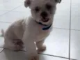 Tommy